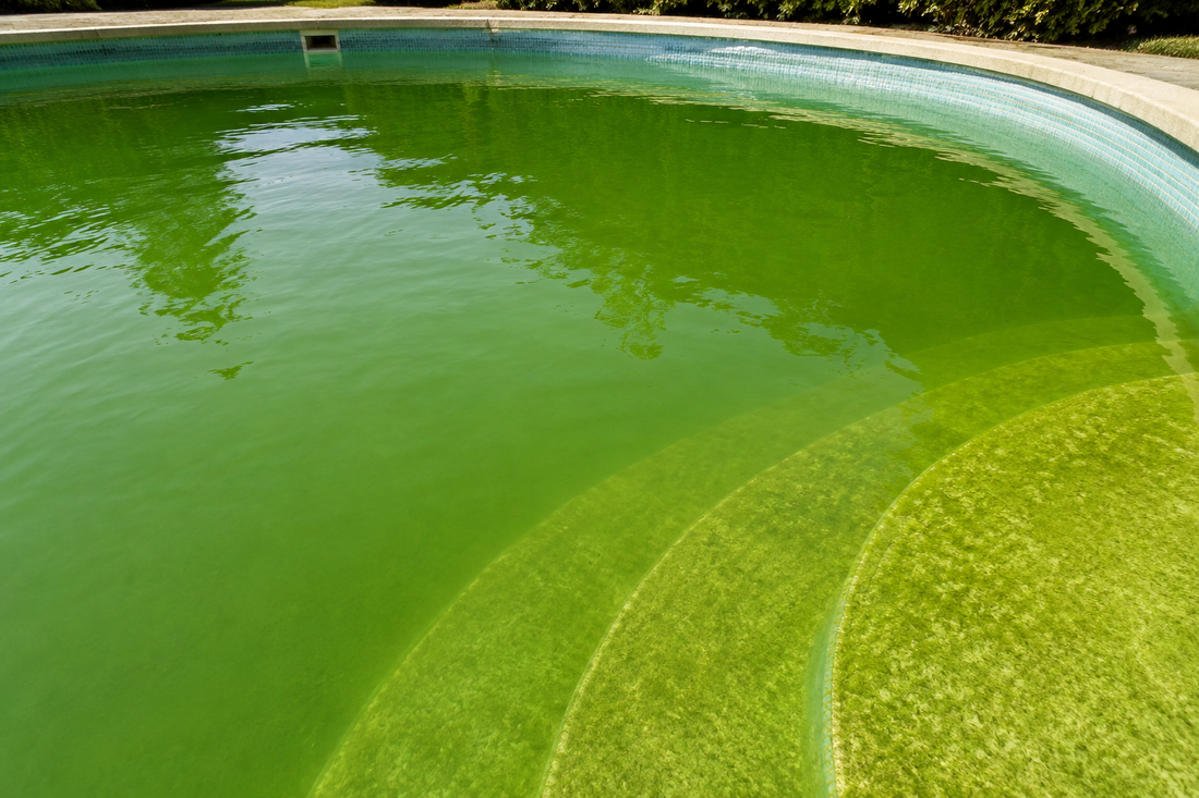 Come eliminare l'acqua verde della piscina: la guida definitiva per piscine a cloro e a sale